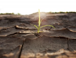 Drought shoot image