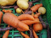 Carrot approach won’t cut food waste, say MPs