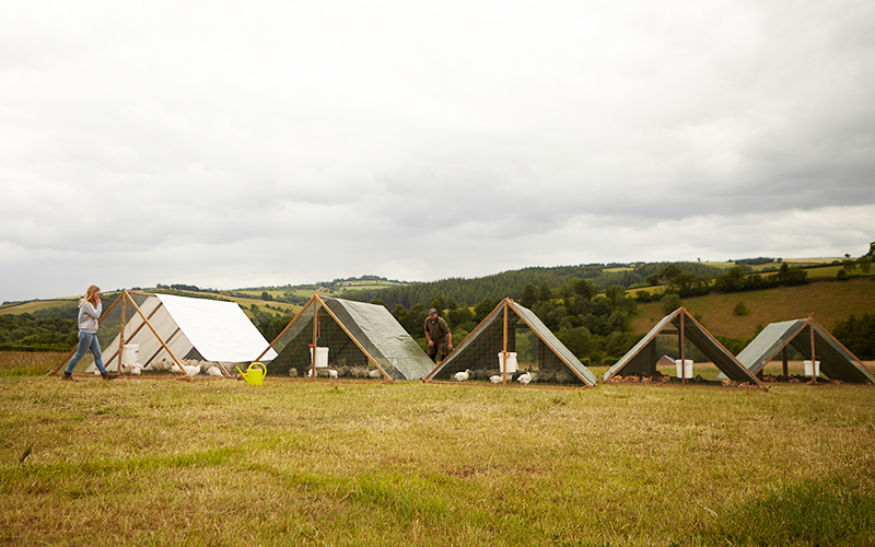 The poultry producer eschewing soya - Foodservice Footprint